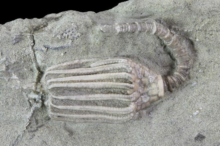 Macrocrinus Crinoid Fossil - Crawfordsville, Indiana #68748